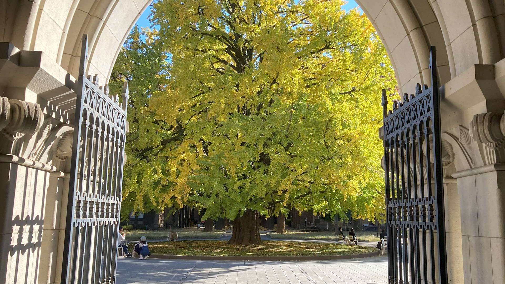 東大工学部1号館前の大イチョウ
